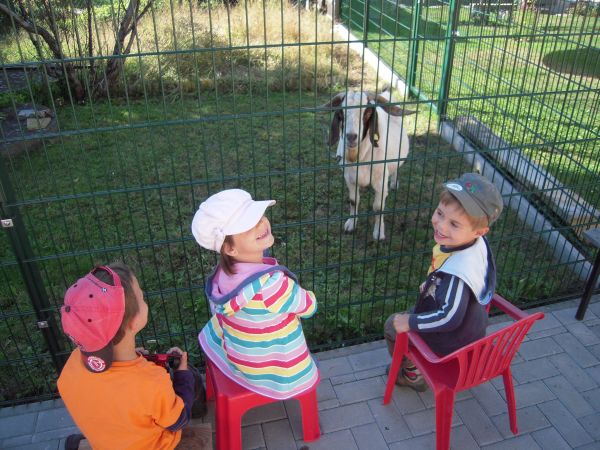 Ziegen(bock)-Kino - 09.2012